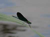 Demoiselle (ph. Mrugala F., aout 2019, Allemagne, Lac Seehof)(2) 